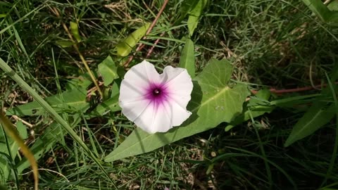 A beautiful white purple flower | Flower | white purple