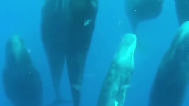 Crazy how whales sleep 🤯🤩