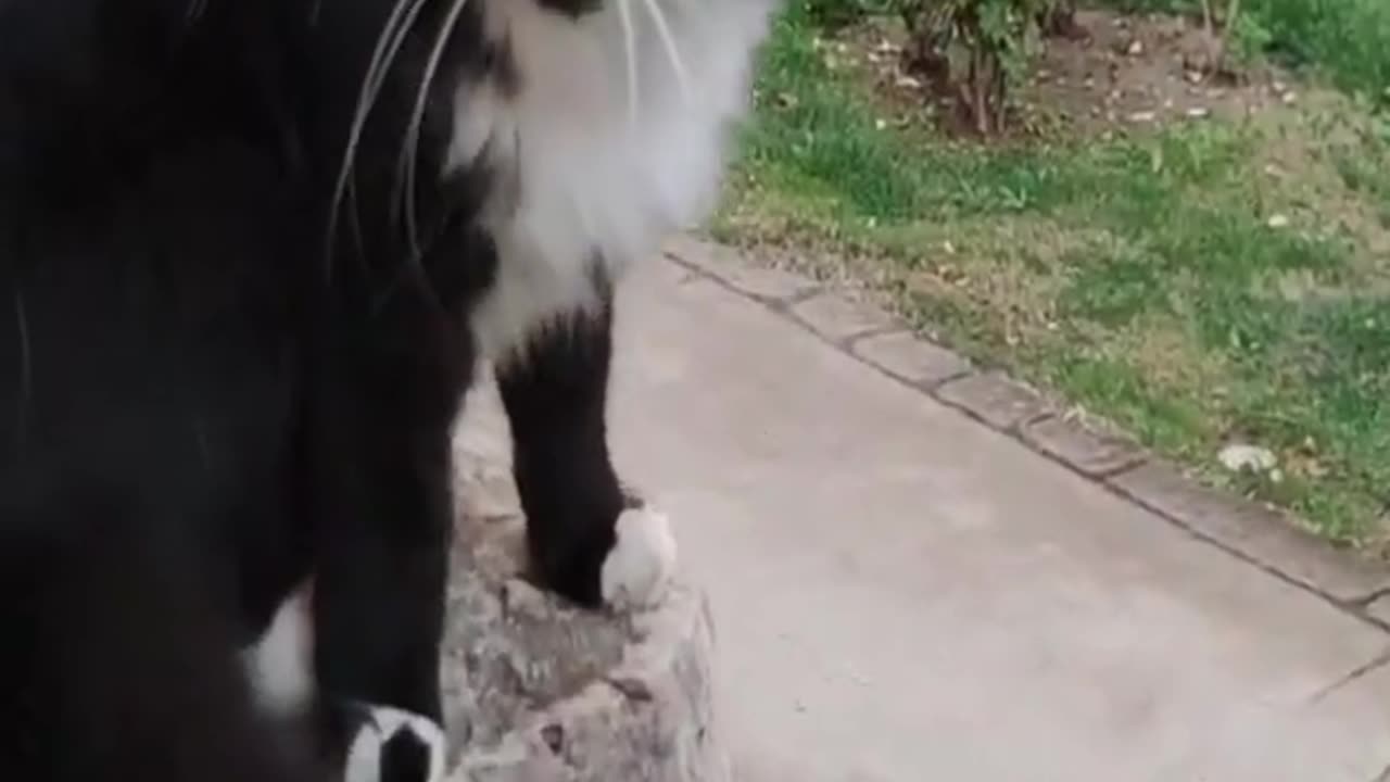 Cat funny video