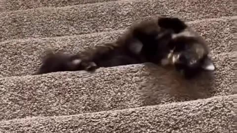 Cute and Funny Animals Compilation #9