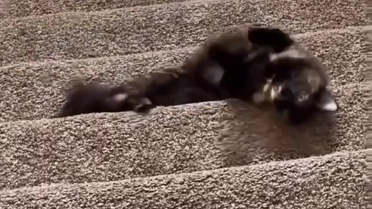 Cute and Funny Animals Compilation #9