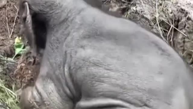 Baby elephant and mother rescued from manhole in Thailand