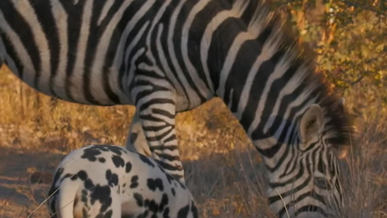 These stripes and spots go well together! Smithsonian Channel