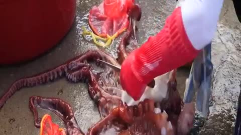 How to boil octopus into delicious food