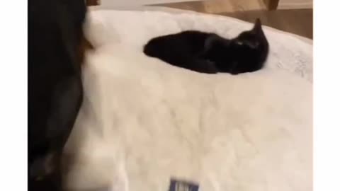 She so fed when cat is sleeping on her bed