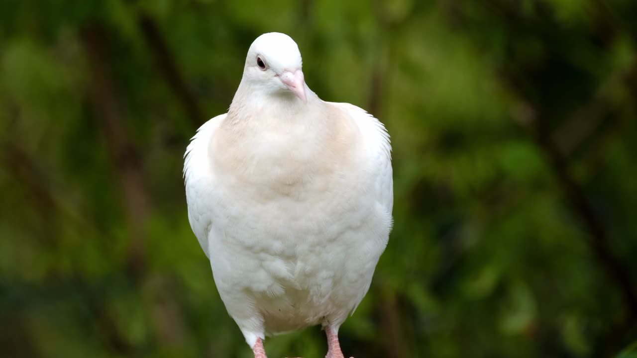 Cute Pigeon