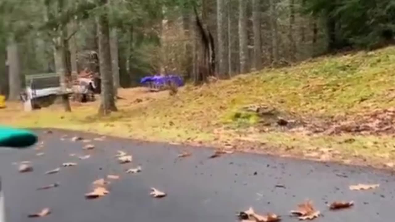 Funny Animals