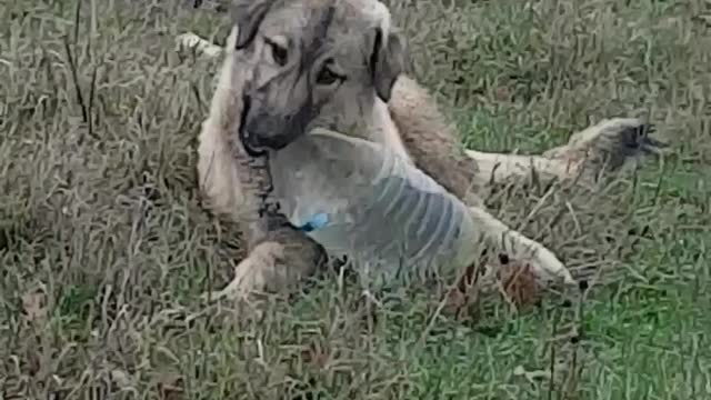 The puppy carries the bottle, he is still trying to open the cap