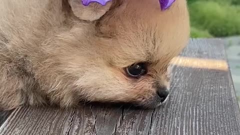 A dog with flower on it's head