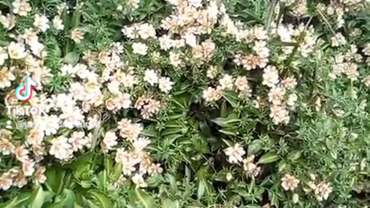 Flores da ora bronobis