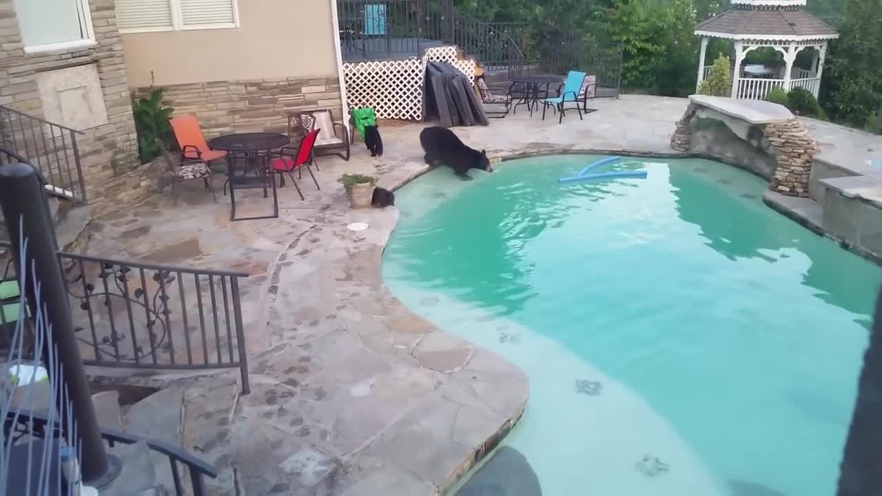 Bears in the pool part 2