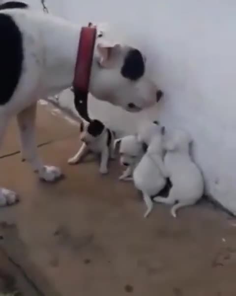 Naughty Puppy #UbertainmentFun #Shorts