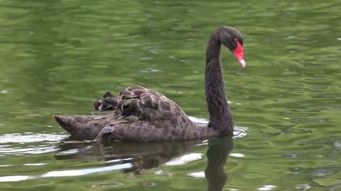 Video Black Swan