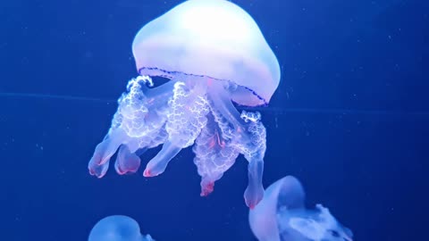 Jellyfish