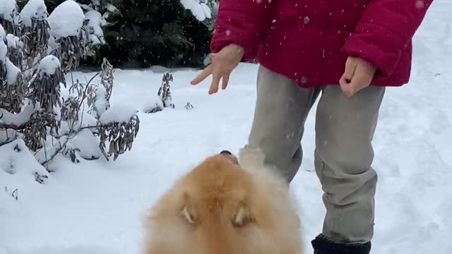 The cuteness of the dog on the icy plain