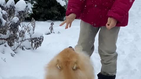 The cuteness of the dog on the icy plain