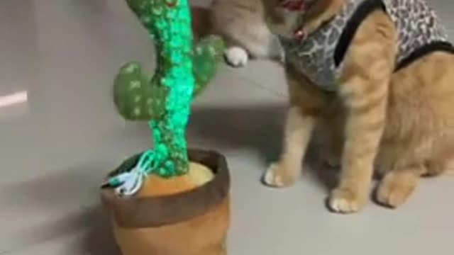 Catš¤£