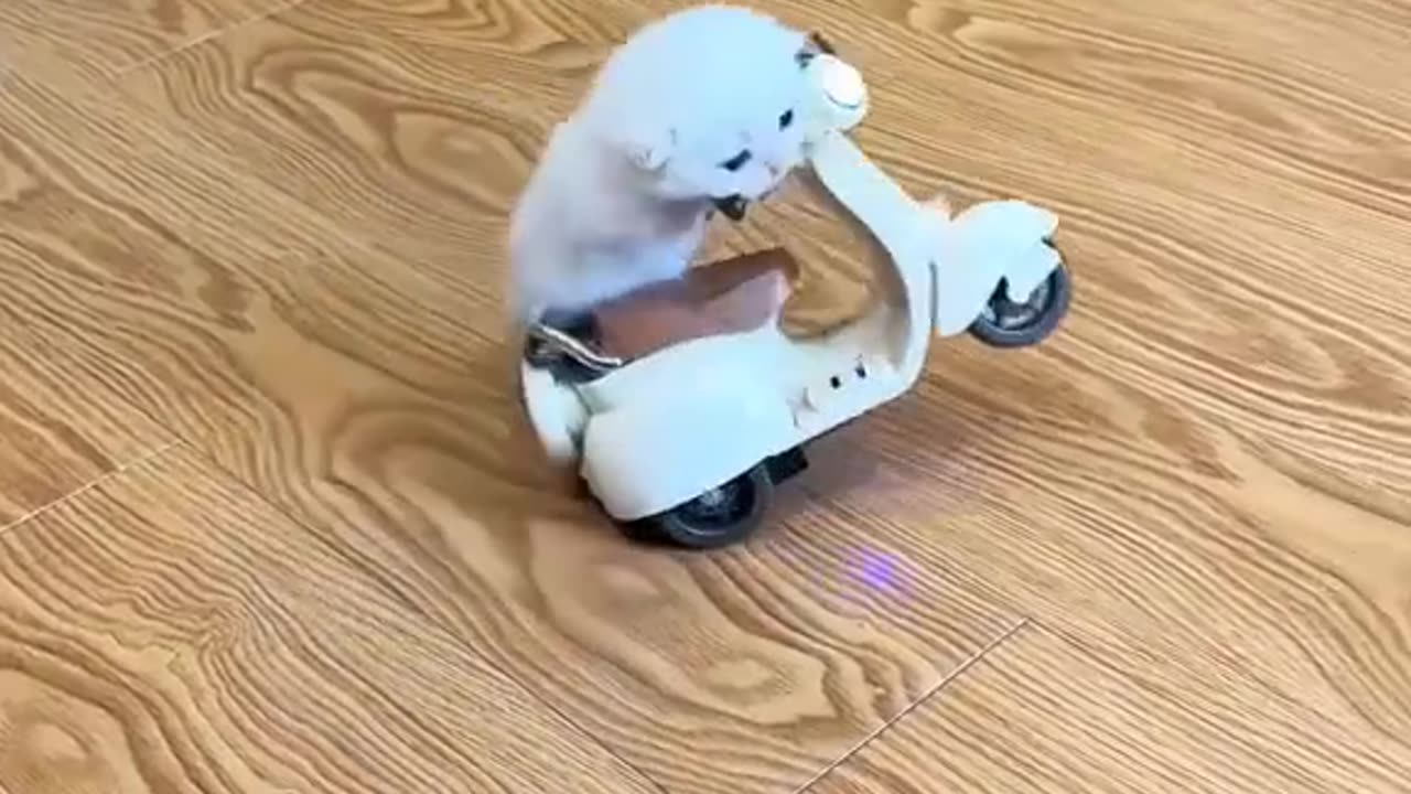 Cat funny video