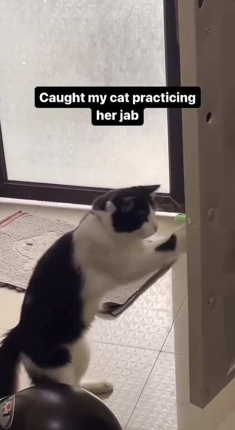 Rocky Balboa the cat 😂😂