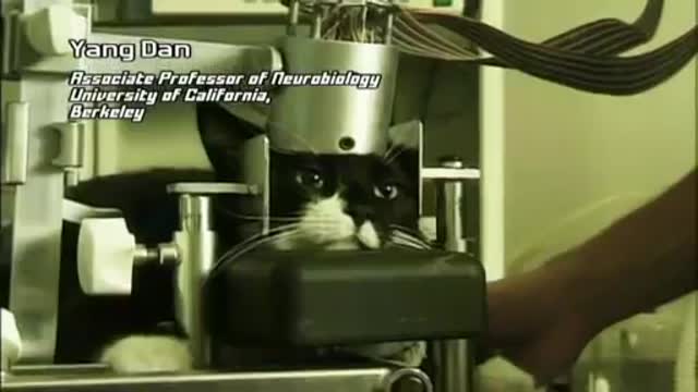 Remote Viewing Experiment to Transmit Real time visual data from a cats brain