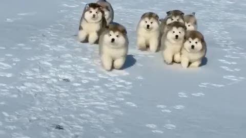 A group of lovely little dogs