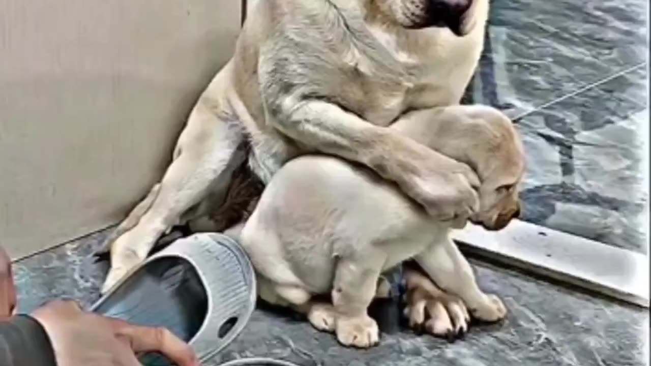 Mother saving baby W