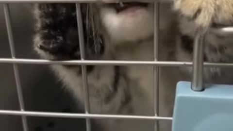 Funny & Cute Animals