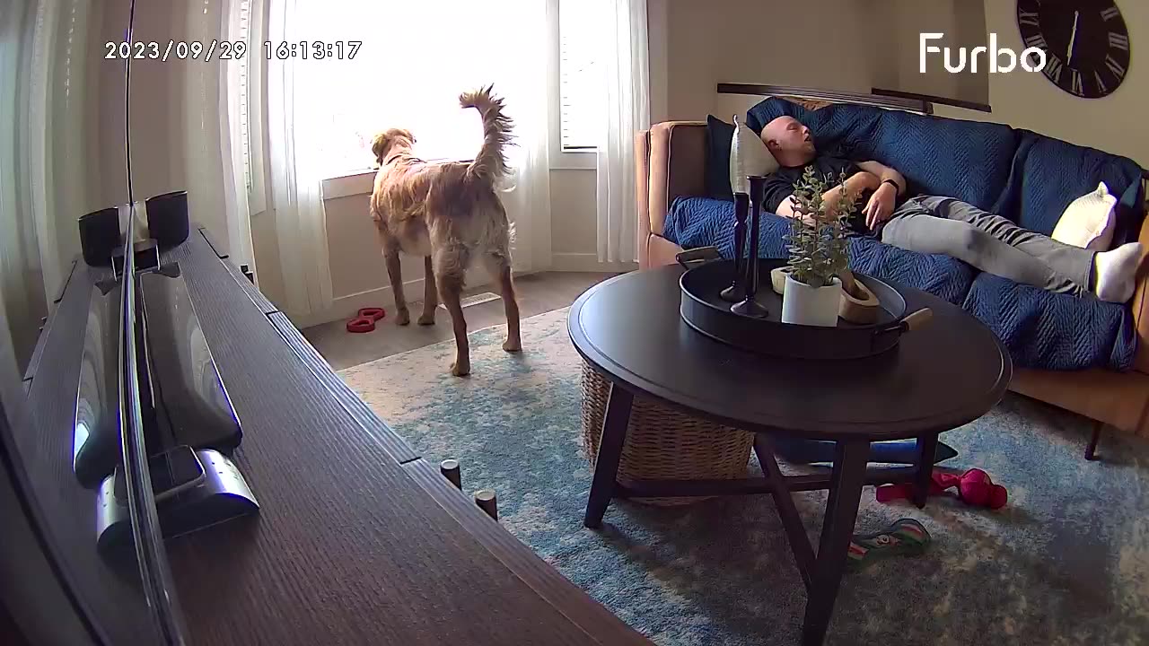 Barking Dog Startles Napper