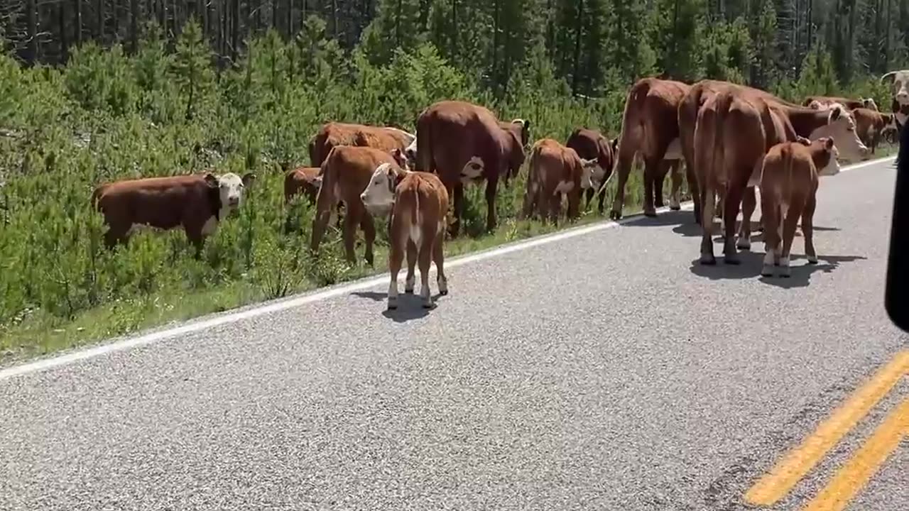 Caught In Montana Cattle Drive