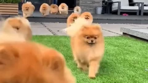So Many Puppies
