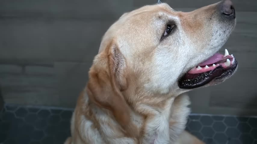 Goofy Labrador Retriever drags me into the salon #1 owned dog breed in the world