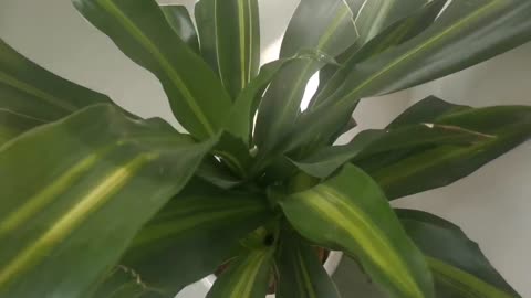 A green plant with large leaves