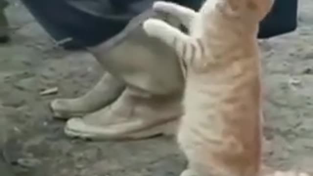 Funny, video's cats and dogs and funny videos and pictures