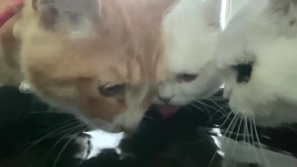 369_My bad, I forgot to put water for them to drink before the trip😠#cat #