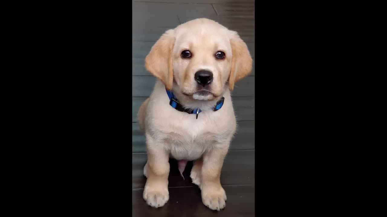 Labrador Puppy Learning and Performing Training Commands | Dog Showing All Training Skills