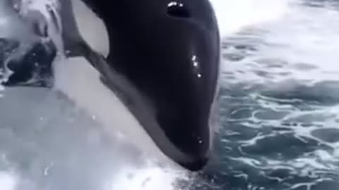 Orcas appear behind boat