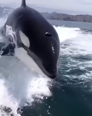 Orcas appear behind boat