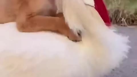 Small funniest dog playing with Hen/Just for fun
