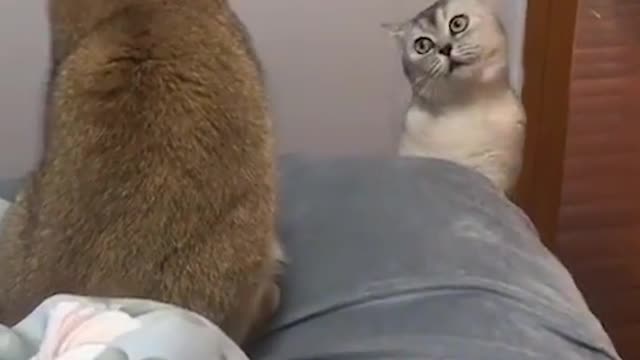 Funny cat meowing