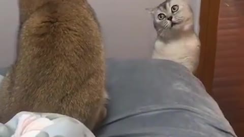 Funny cat meowing