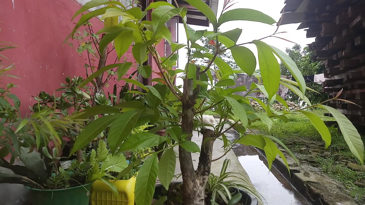 Tree in a pot