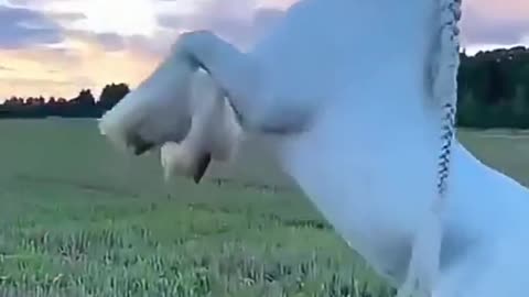 Beauty of #horse #shot video