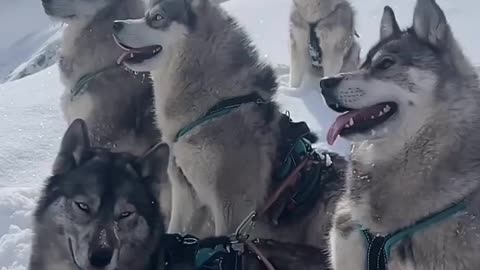 Animals for y