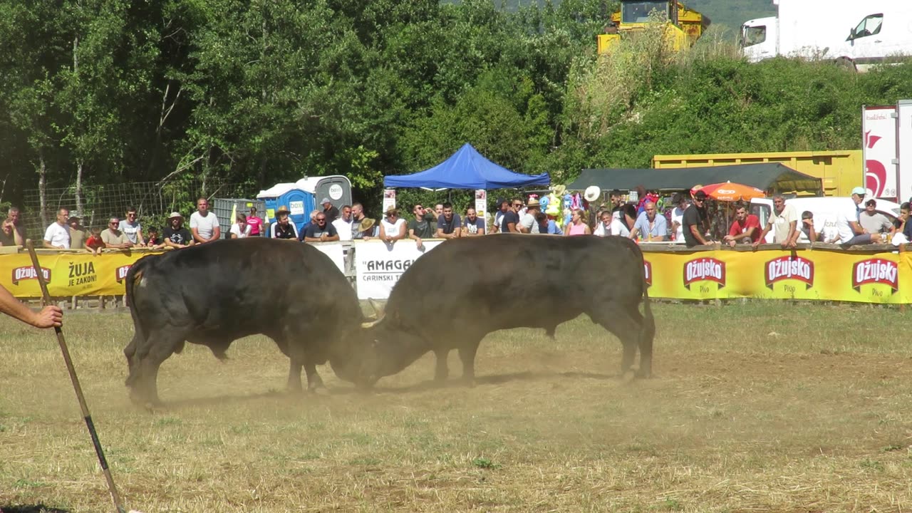 Pablo od Damira Penave vs Medonja od Karamatića