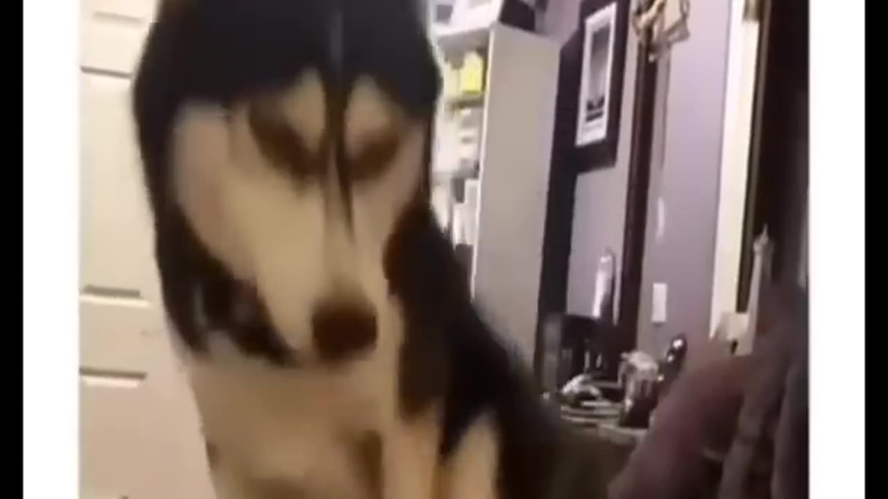 Funny animal short video 😂#funny #animals #short