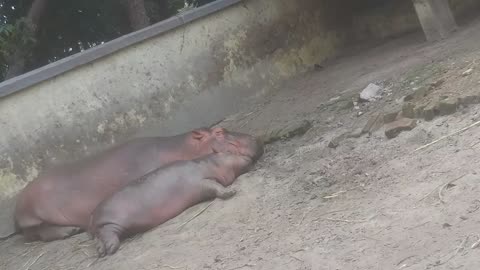 Hippo baby