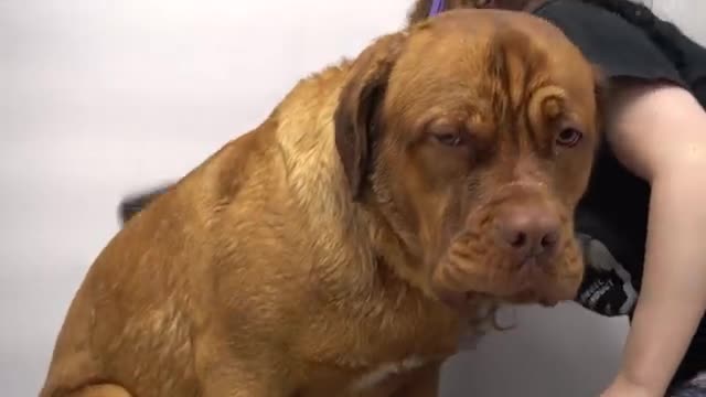 Mastiff dog pouts during his groom | The LARGEST head in the canine kingdom