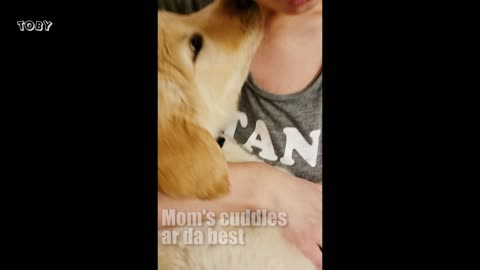 Cuddling my Puppy for the First Time - Golden Retriever Cutest Reaction