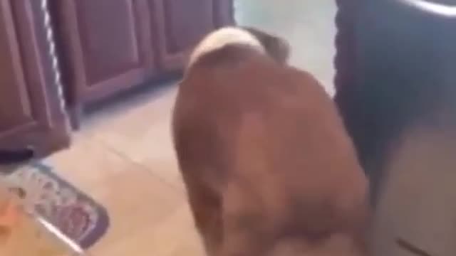 A dancing puppy