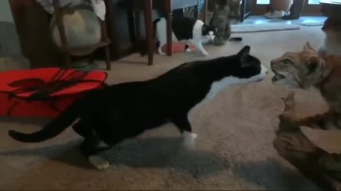 when cat meet cat fakee 😂😂😂